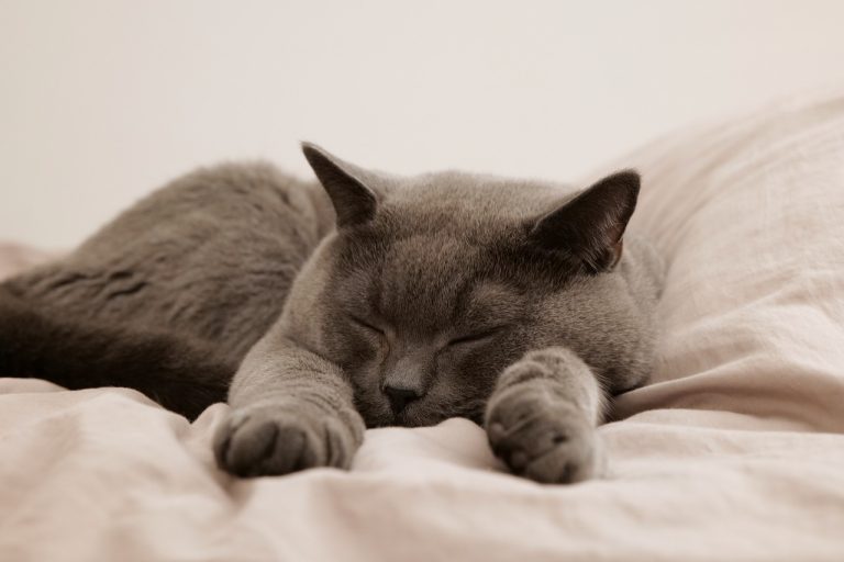 Voici les 8 races de chat qui sont les plus flemmardes