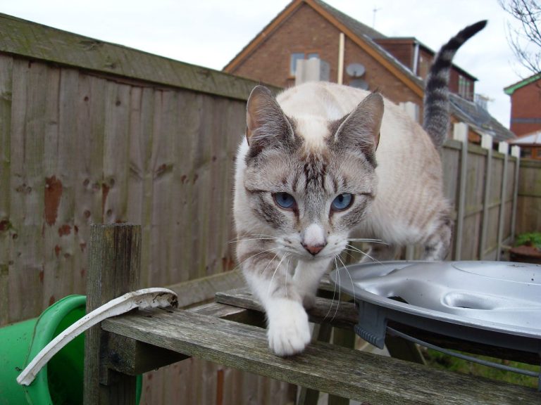 Les 9 races de chat qui ont une forte personnalité