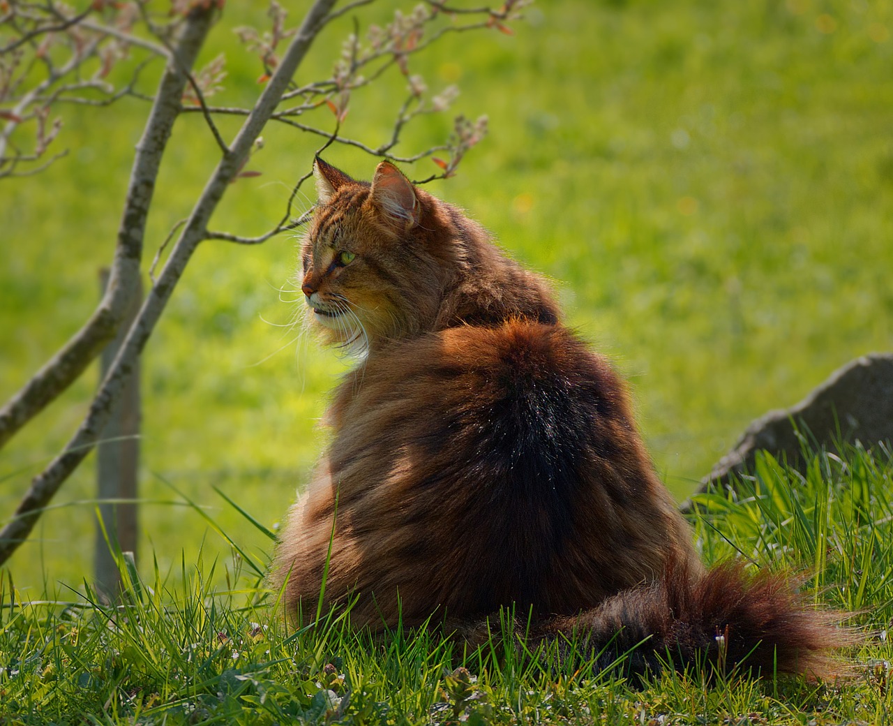 races de chat maxi gabarits