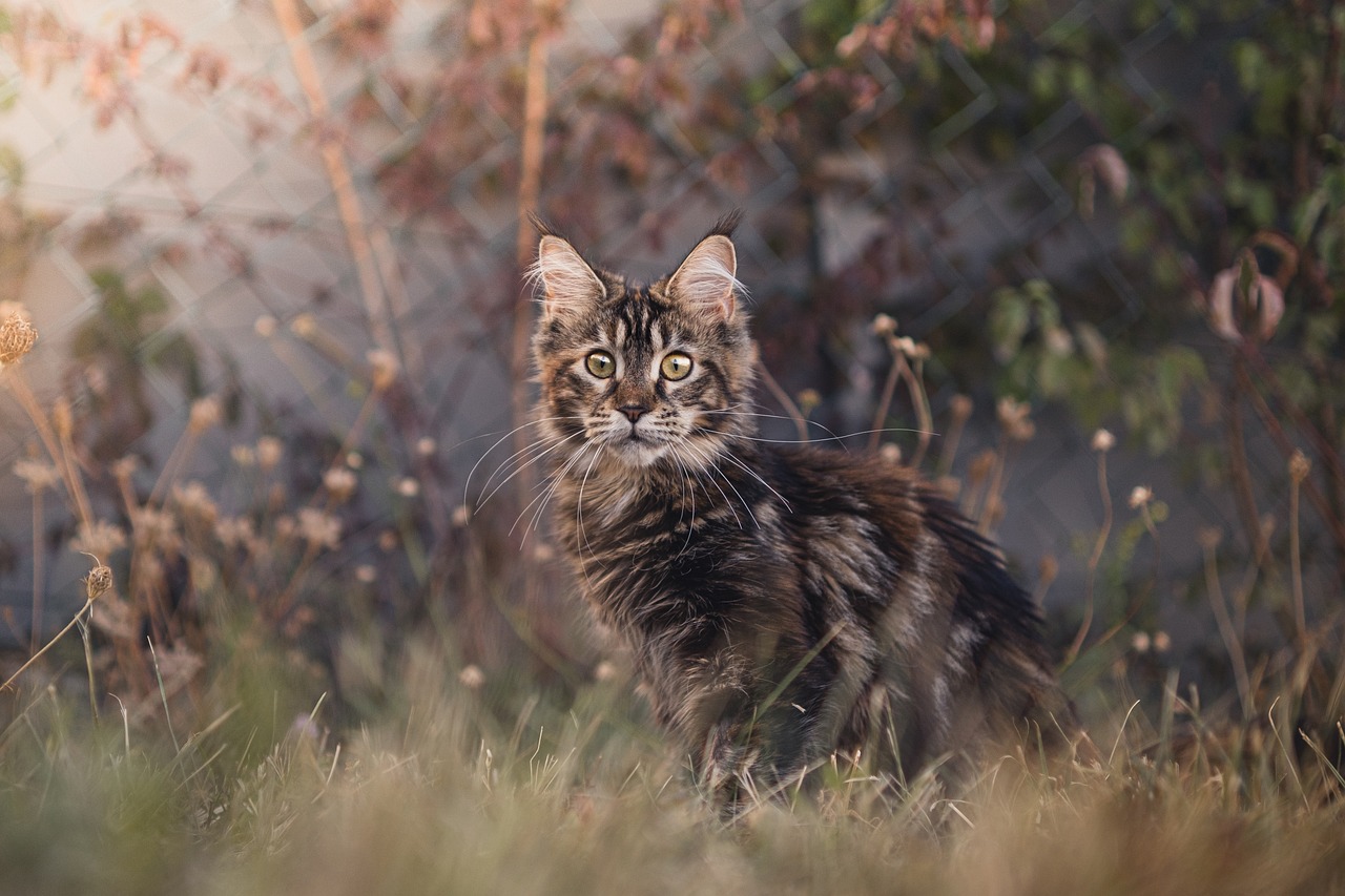 races de chat plus communes