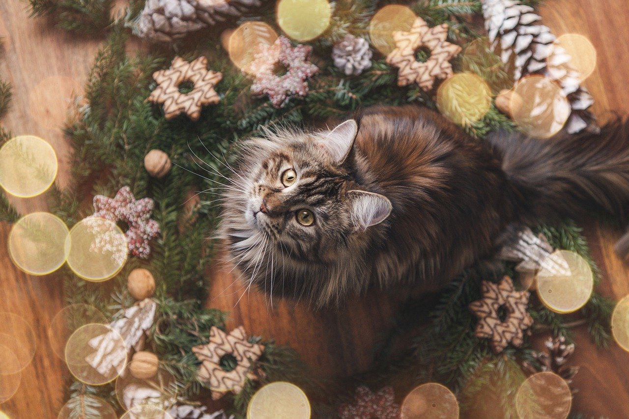 races de chat respecter règles maison