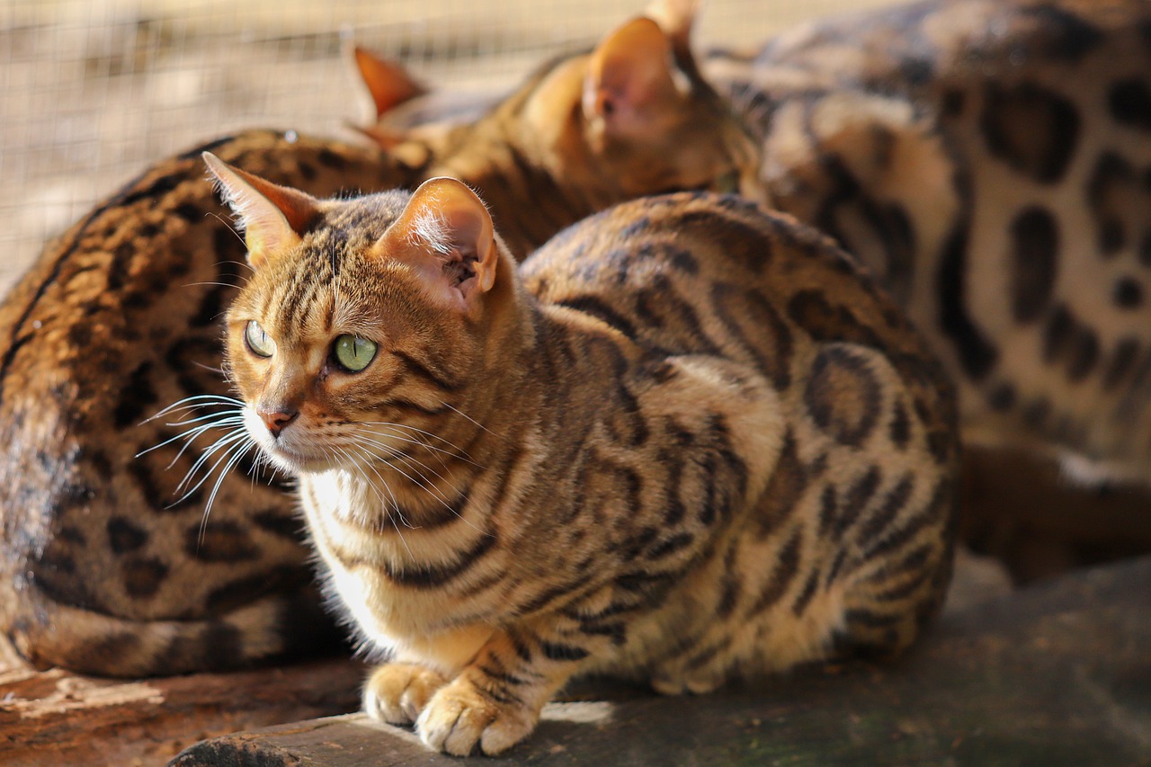 races de chat ressemblent autres animaux 