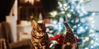 races de chat s’en prendre sapin de Noël