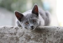 races de chat sympathiques