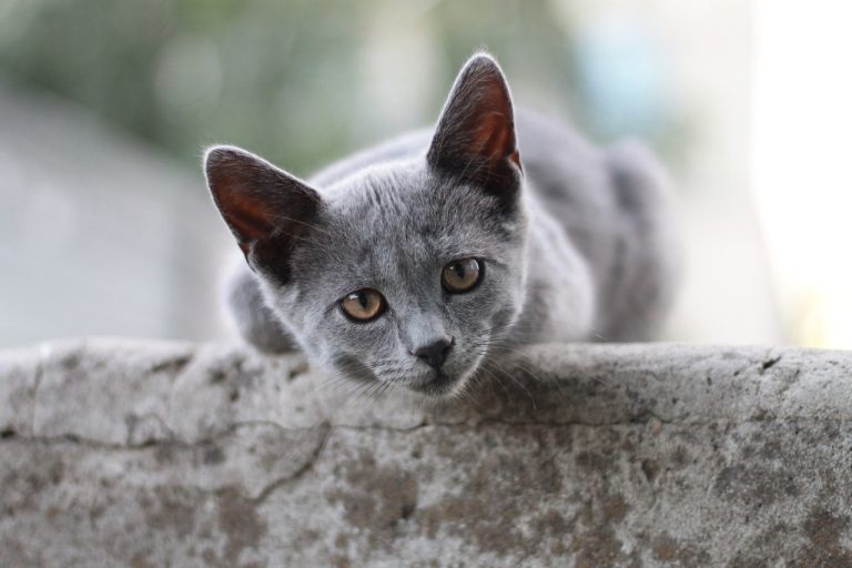 Voici les 9 races de chat qui sont les plus sympathiques