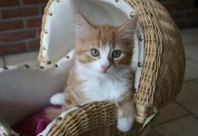 races de chat tiennent beaucoup à maître