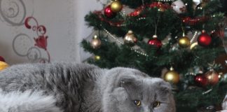 races de chat toucheront pas sapin de Noël