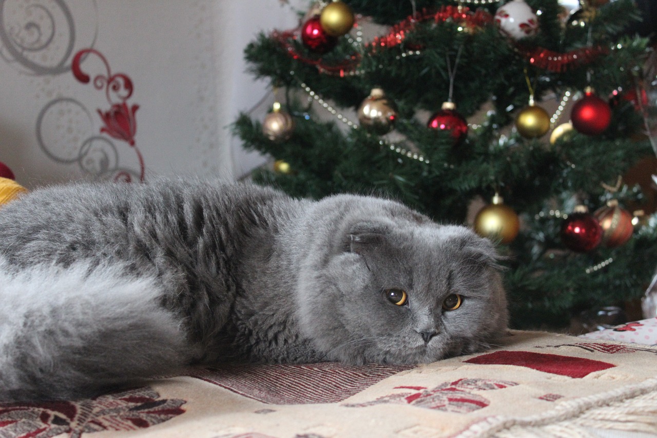 races de chat toucheront pas sapin de Noël