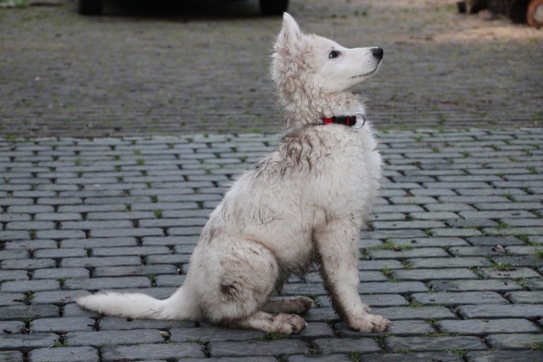 4 races de chien qui sont les plus abordables 