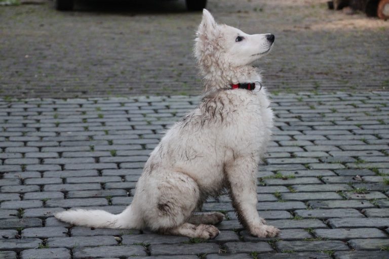 races de chien abordables