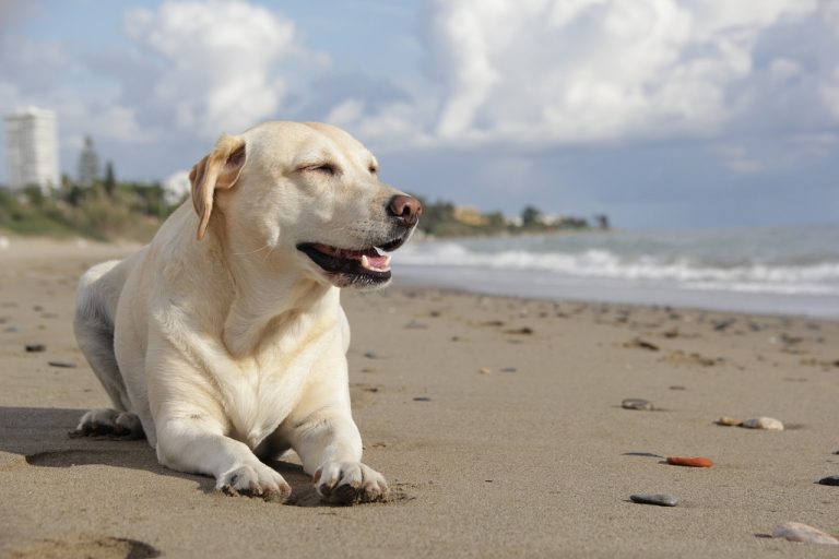 races de chien accueillantes