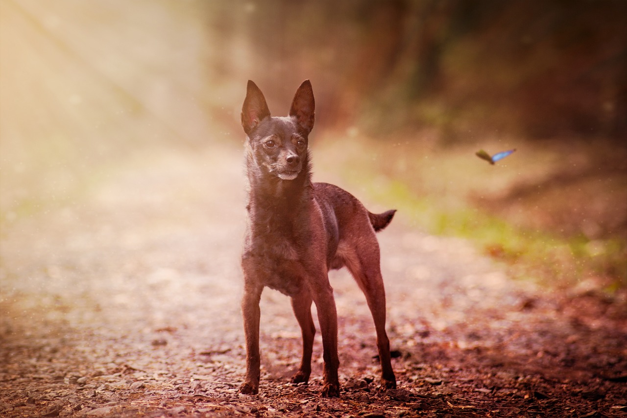 races de chien anxieuses