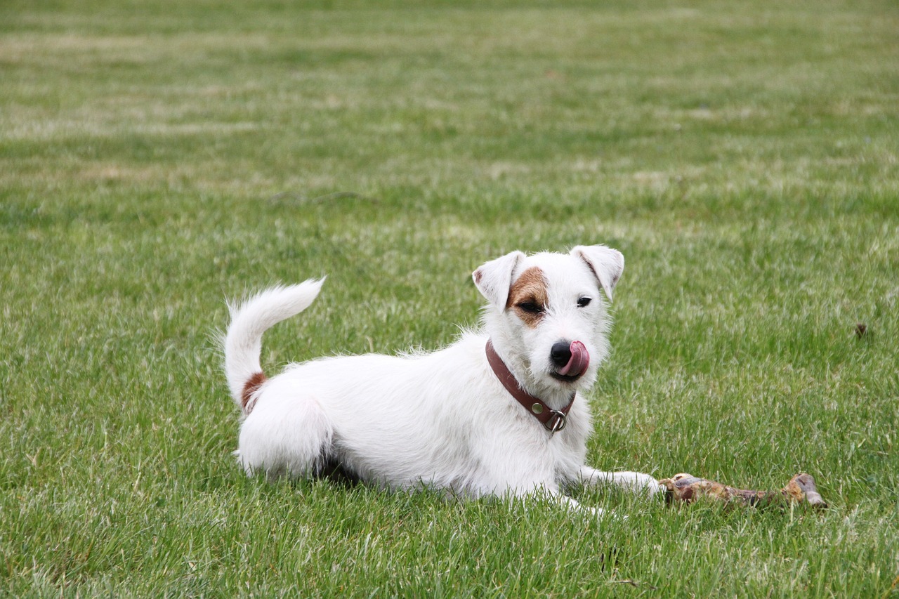 races de chien athlètes haut niveau