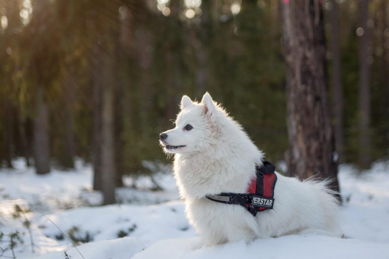 races de chien attendent flocons