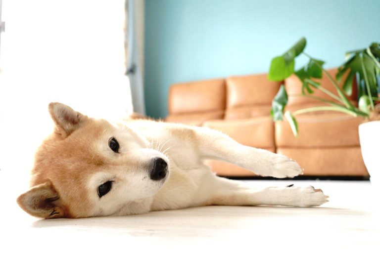 4 races de chien qui sont les plus autonomes