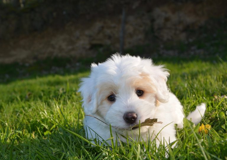 races de chien beaucoup affection à donner