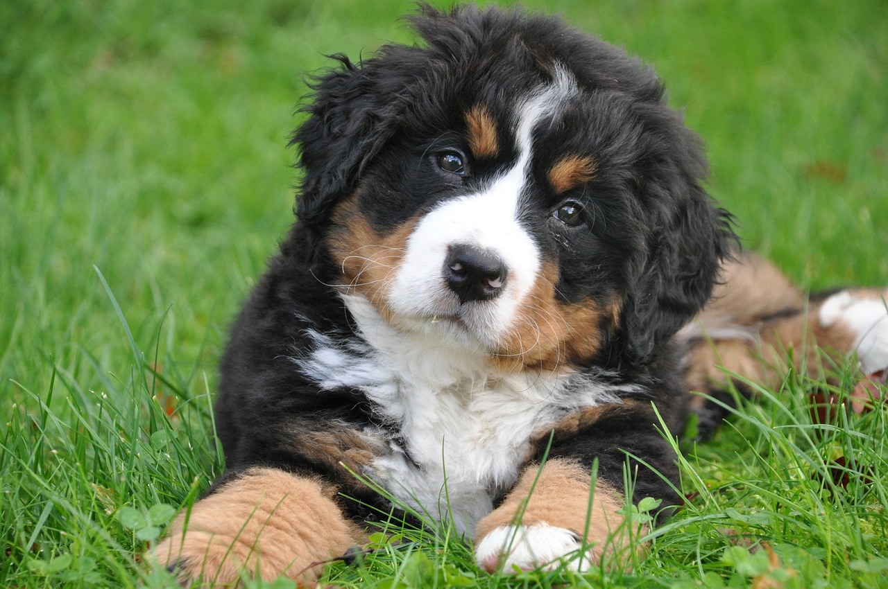 races de chien beaucoup de bonheur