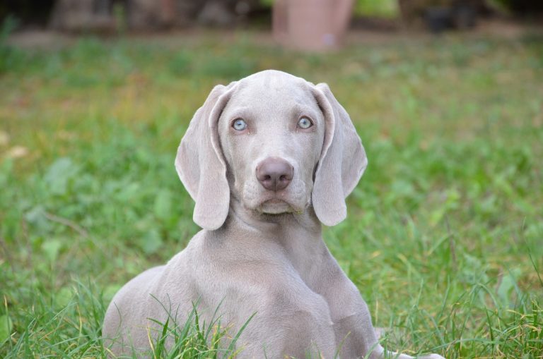 4 races de chien de chasse qui font de bons chiens de compagnie