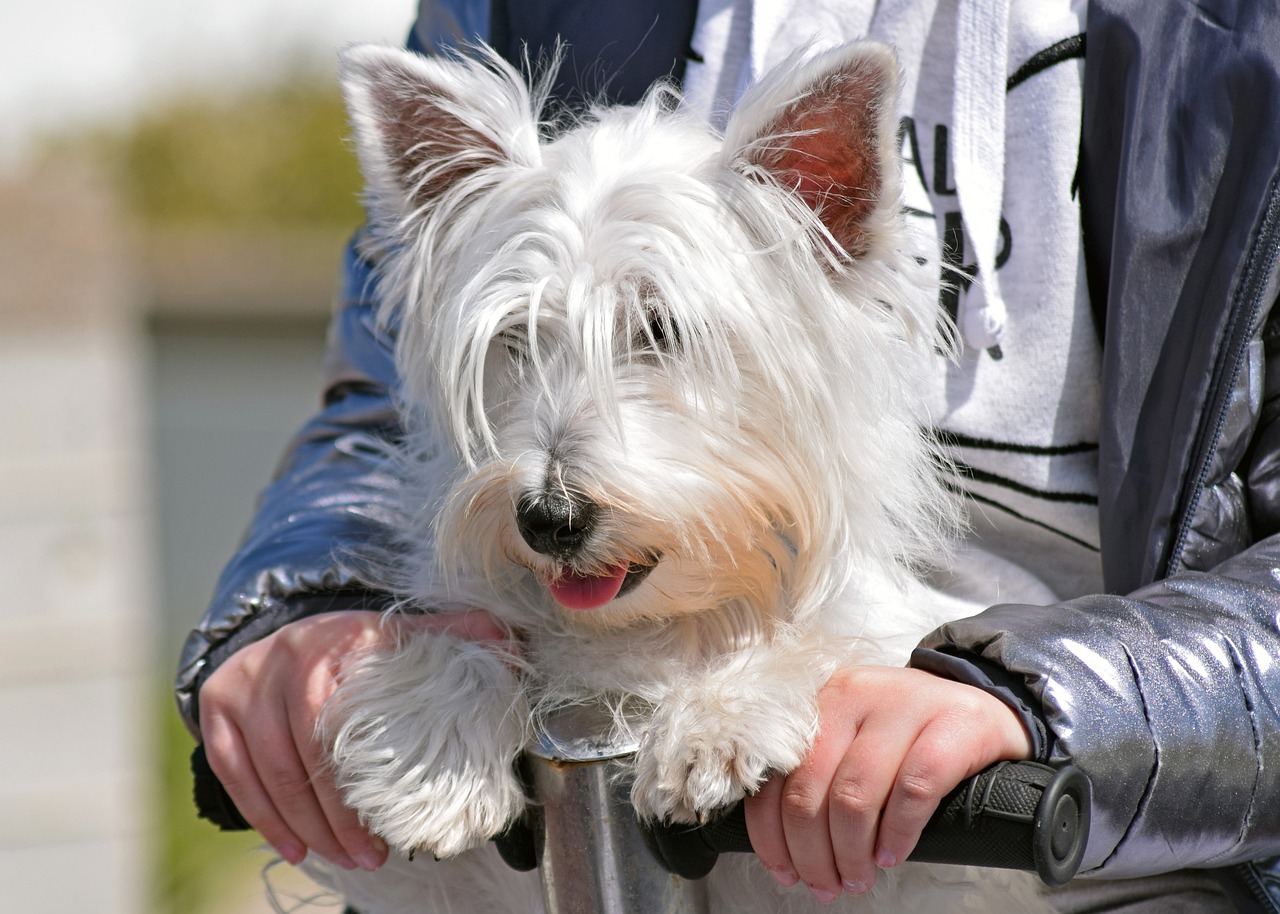 races de chien bonne compagnie 