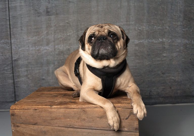 5 races de chien qui sont les plus bruyantes