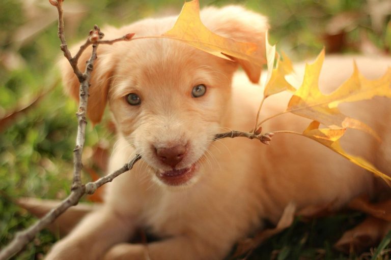 4 races de chien qui ont un coeur en or