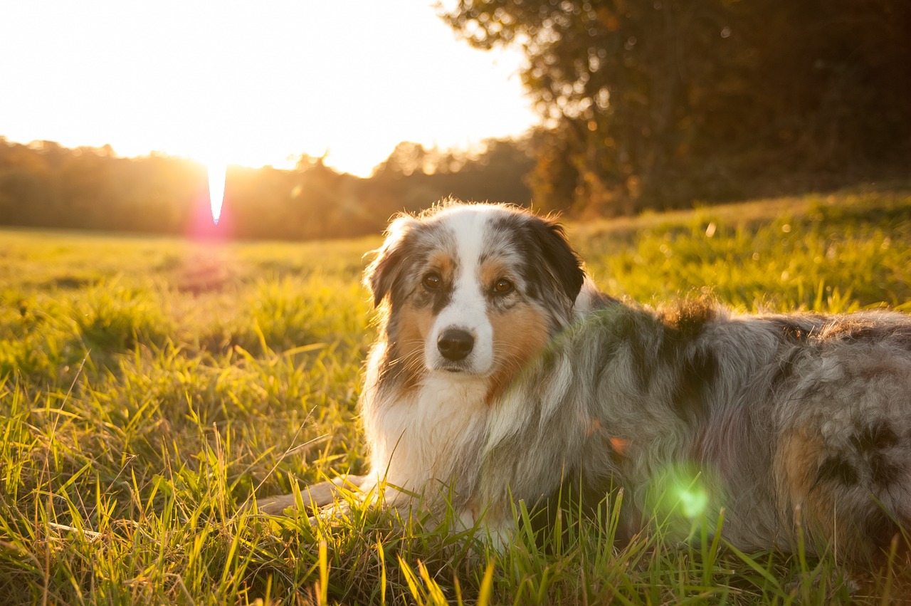 races de chien les plus communes