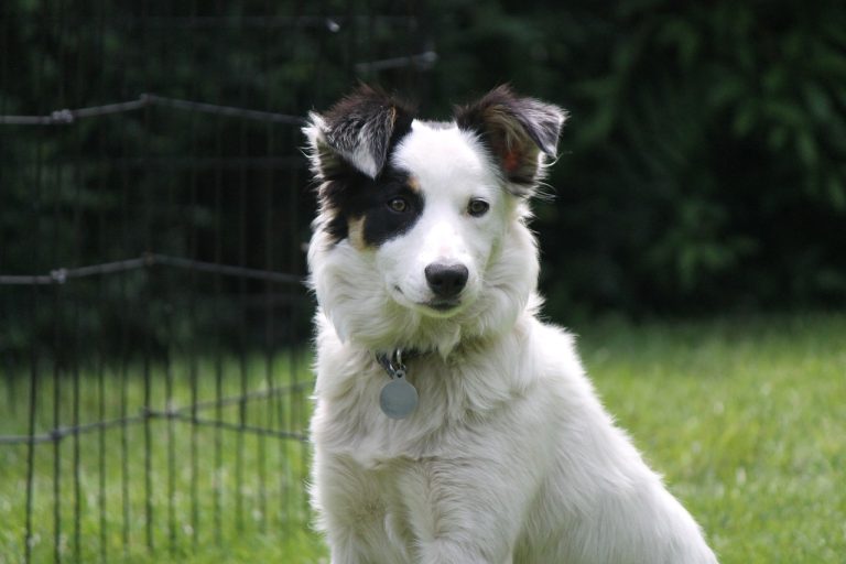 races de chien craintives