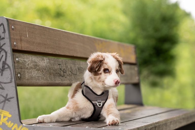 races de chien craquantes