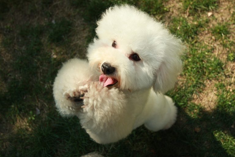 races de chien qui débordent d’amour