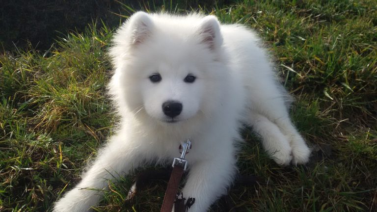 4 races de chien que vous pourrez emmener en vacances d’hiver