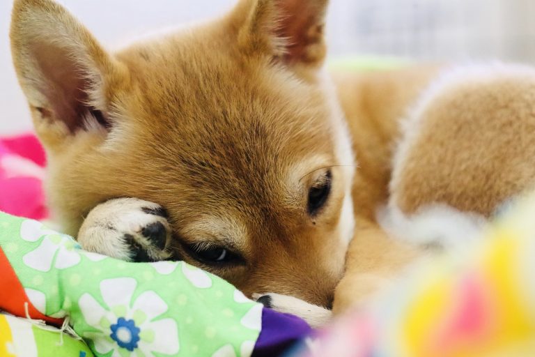 4 races de chien qui sont les plus exaspérantes