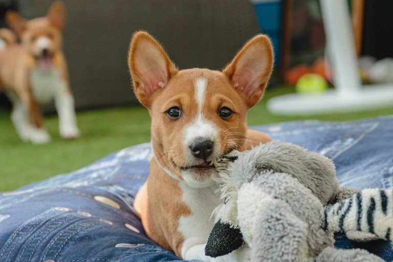 5 races de chien qui sont les plus exotiques