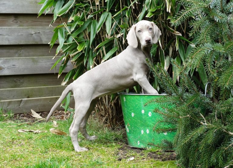 races de chien fière allure