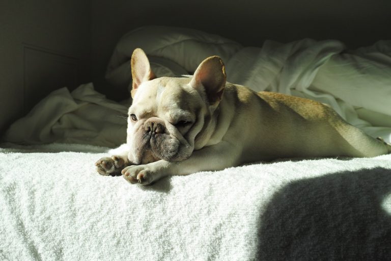 5 races de chien qui sont les plus flemmardes