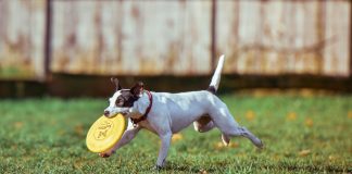 races de chien idéales jouer au Frisbee