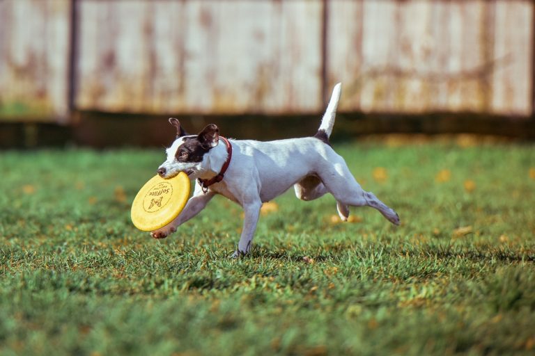 4 races de chien idéales pour jouer au Frisbee
