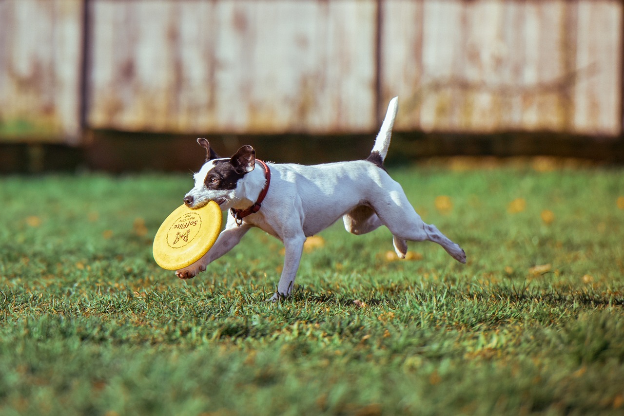 races de chien idéales jouer au Frisbee