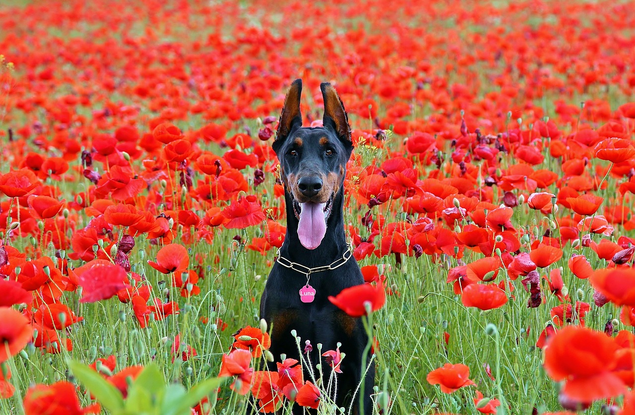 races de chien font fuir les intrus