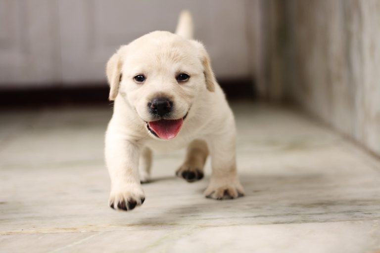 Voici les 10 races de chien qui sont les plus fusionnelles avec leur maître