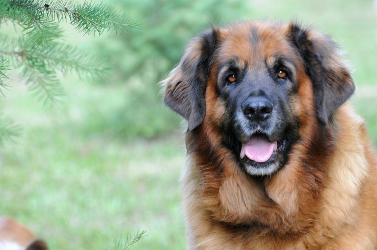 5 races de chien qui sont les plus intimidantes