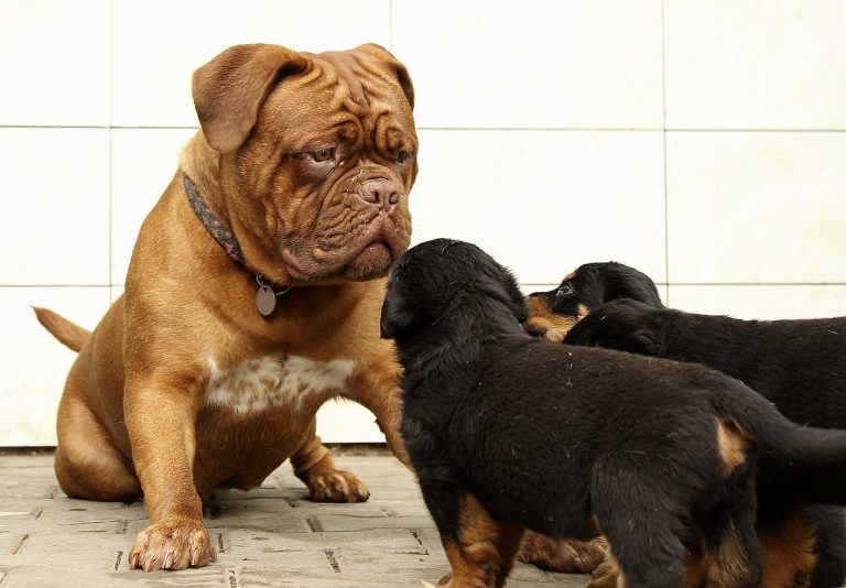4 races de chien qui ont une mauvaise image