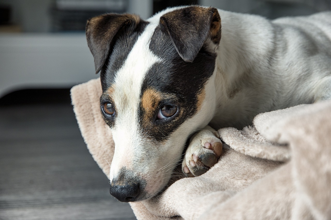 races de chien mettre désordre à la maison