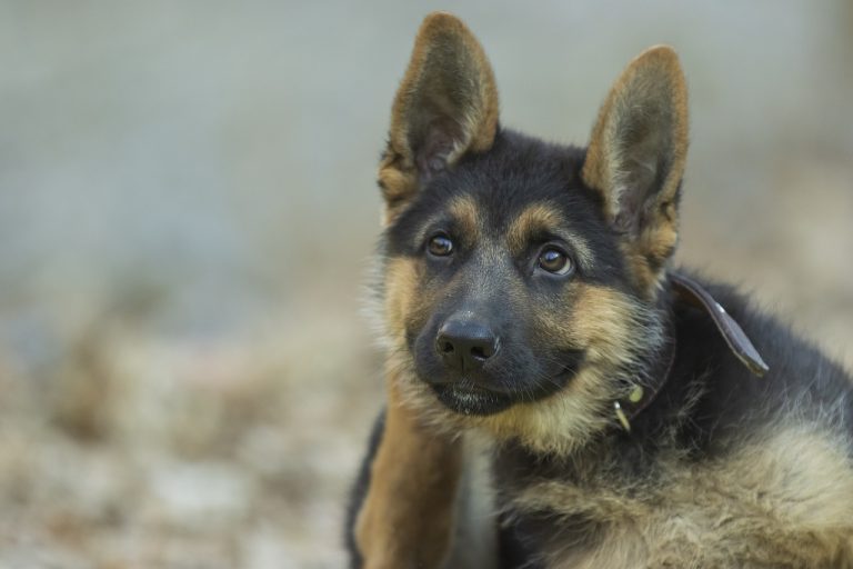 races de chien moins accueillantes