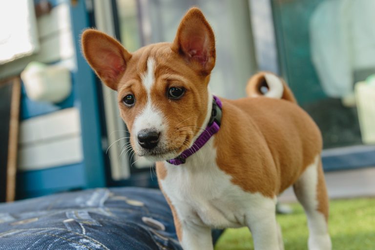 5 races de chien qui sont les moins bruyantes