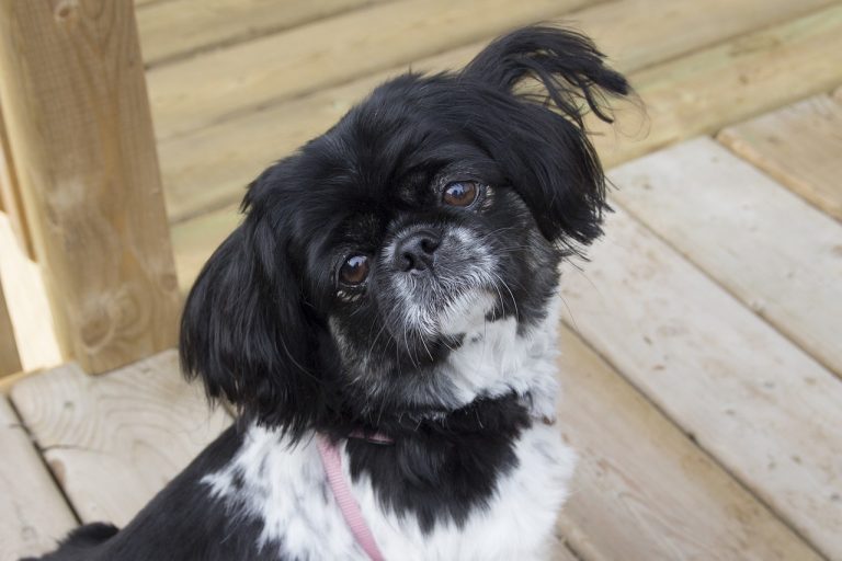 5 races de chien qui sont les moins câlines