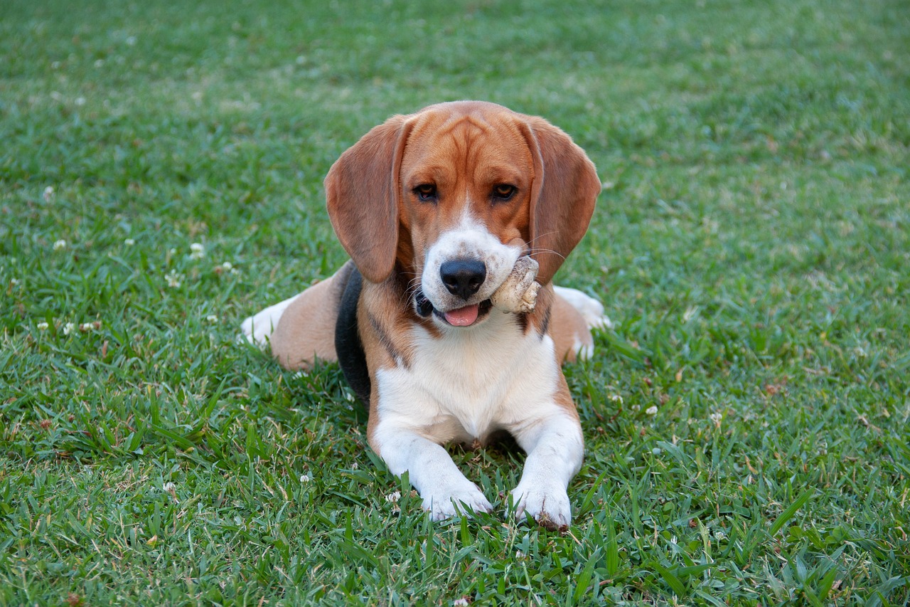 races-de chien pacifiques