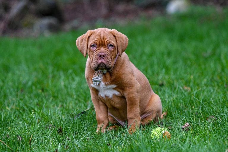 4 races de chien que vous n’oserez pas approcher 