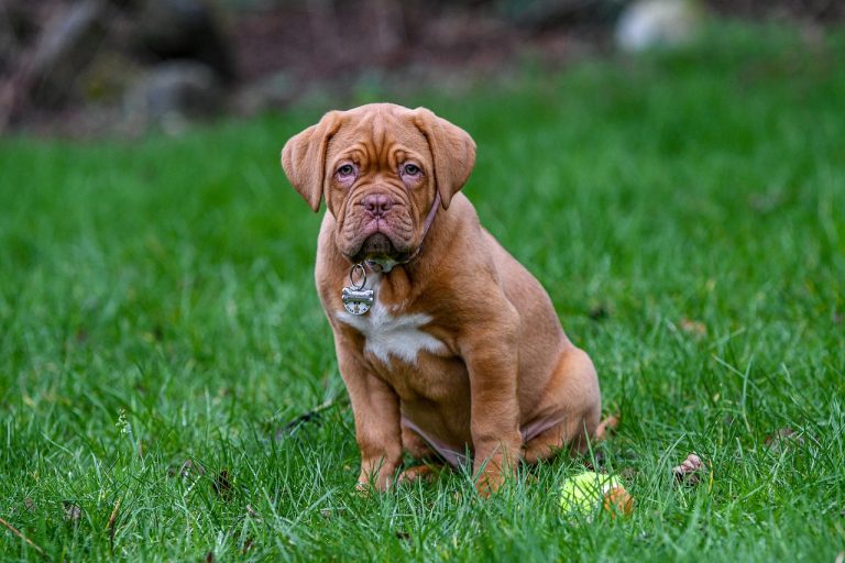 races de chien oserez pas approcher 