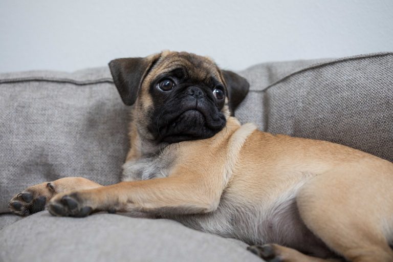 Voici 8 races de chien qui n’ont pas besoin d’un jardin pour vivre heureuses