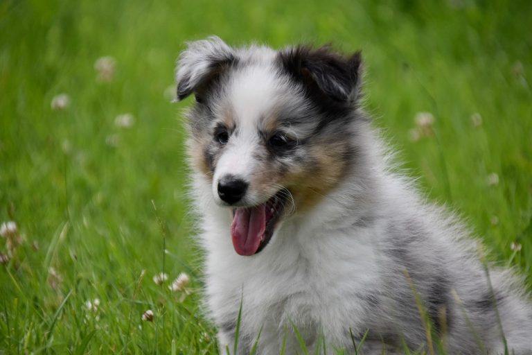 races de chien pas de mal à une mouche